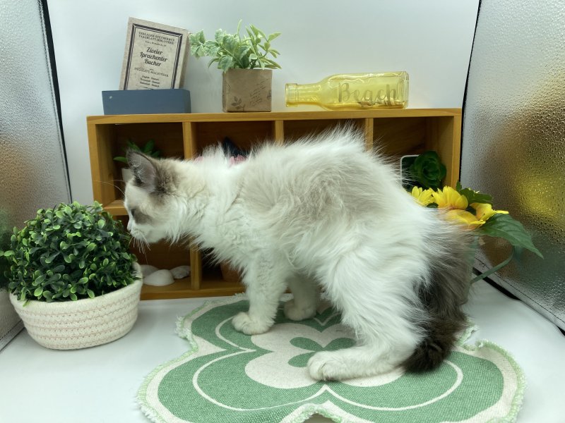 静岡県のラグドール (ワンラブカインズ清水店(FC)/2025年9月22日生まれ/男の子/シールポイントバイカラー)の子猫の3枚目の画像