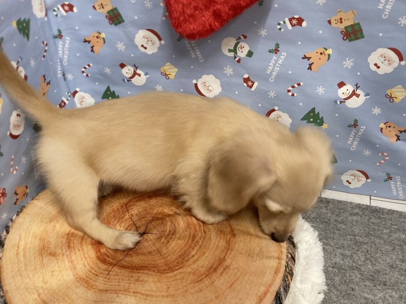 埼玉県のミニチュアダックスフンド(ロング) (ワンラブカインズ羽生店(FC)/2025年9月17日生まれ/女の子/イエロー)の子犬の3枚目の画像