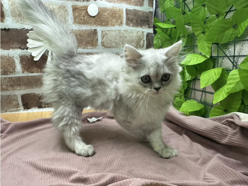 福島県のラガマフィン (ワンラブカインズ白河モール店(FC)/2025年9月10日生まれ/男の子/シルバー)の子猫の3枚目の画像