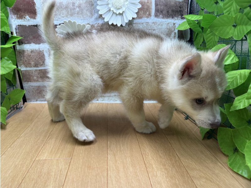 福島県のシベリアンハスキー (ワンラブカインズ白河モール店(FC)/2025年10月4日生まれ/男の子/レッド)の子犬の3枚目の画像