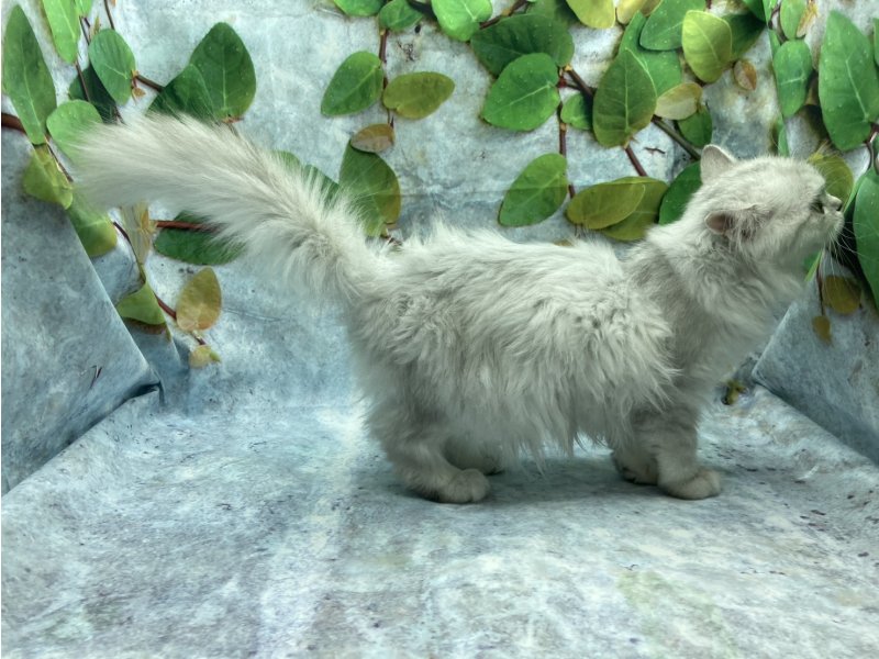 埼玉県のラガマフィン (ワンラブカインズ北本店(FC)/2025年9月10日生まれ/女の子/シルバー)の子猫の3枚目の画像