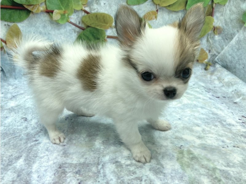 埼玉県のチワワ(ロング) (ワンラブカインズ北本店(FC)/2025年10月4日生まれ/女の子/レッドホワイト)の子犬の3枚目の画像