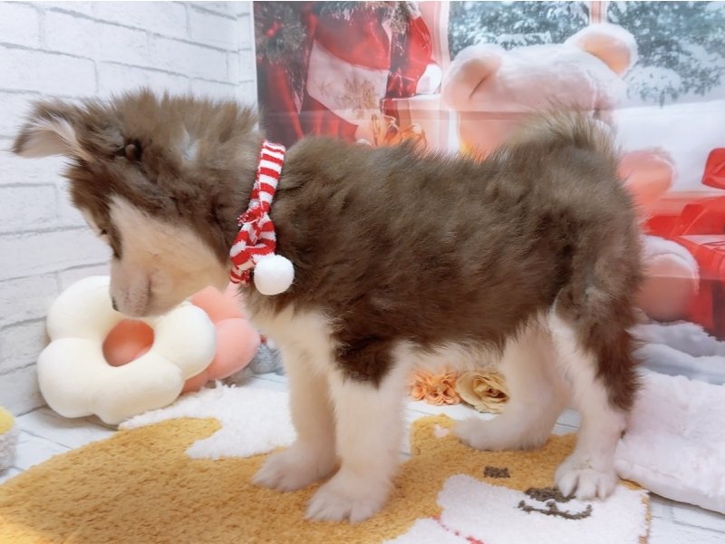 愛知県のアラスカンマラミュート (ワンラブカインズ豊田四郷店(FC)/2025年10月4日生まれ/女の子/ブラウンホワイト)の子犬の3枚目の画像