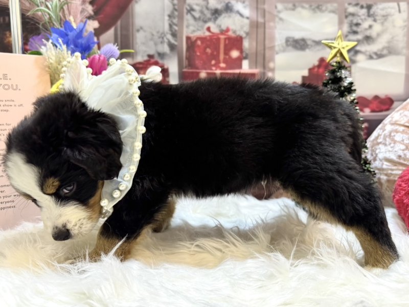 沖縄県のバーニーズマウンテンドッグ (ワンラブMEGAドン・キホーテ宜野湾店(FC)/2025年10月11日生まれ/男の子/ブラックラストホワイト)の子犬の3枚目の画像