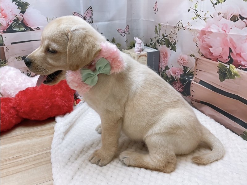 大阪府のラブラドールレトリーバー (ワンラブカインズ太子店(FC)/2025年10月9日生まれ/女の子/イエロー)の子犬の3枚目の画像