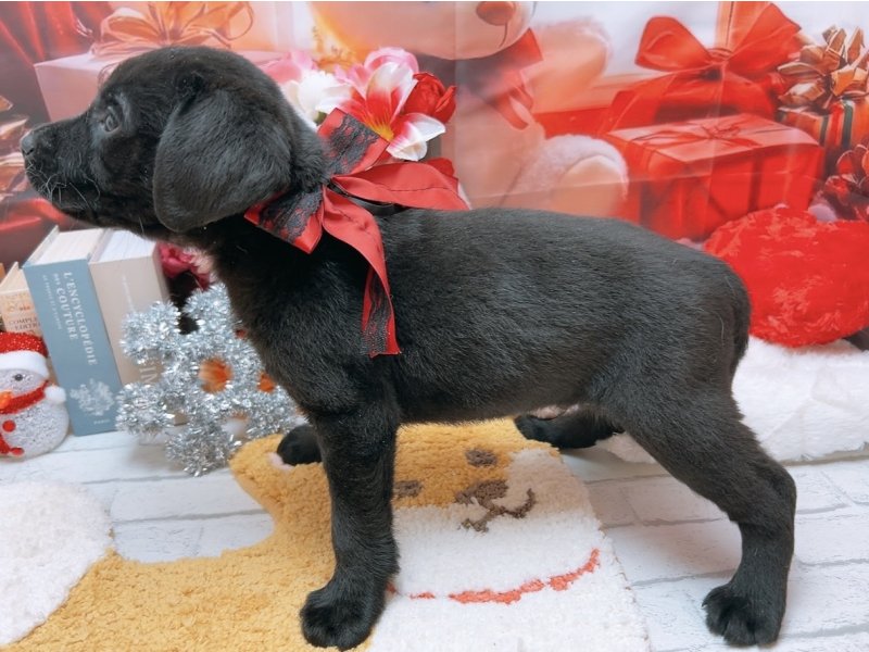 新潟県のラブラドールレトリーバー (ワンラブフレスポ赤道店(FC)/2025年10月9日生まれ/男の子/ブラック)の子犬の3枚目の画像