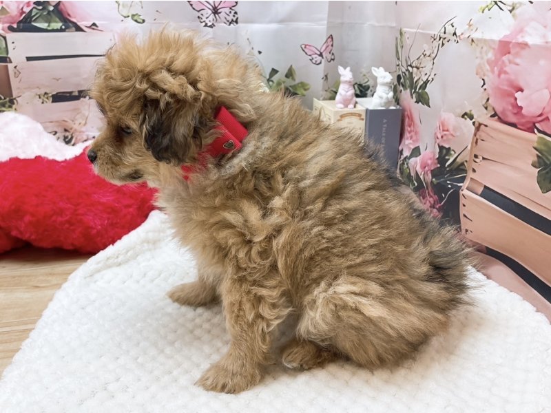 岐阜県のポメプー(ポメラニアン×プードル) (ワンラブペッツビレッジ アピタ北方店(FC)/2025年10月11日生まれ/女の子/オレンジ)の子犬の3枚目の画像