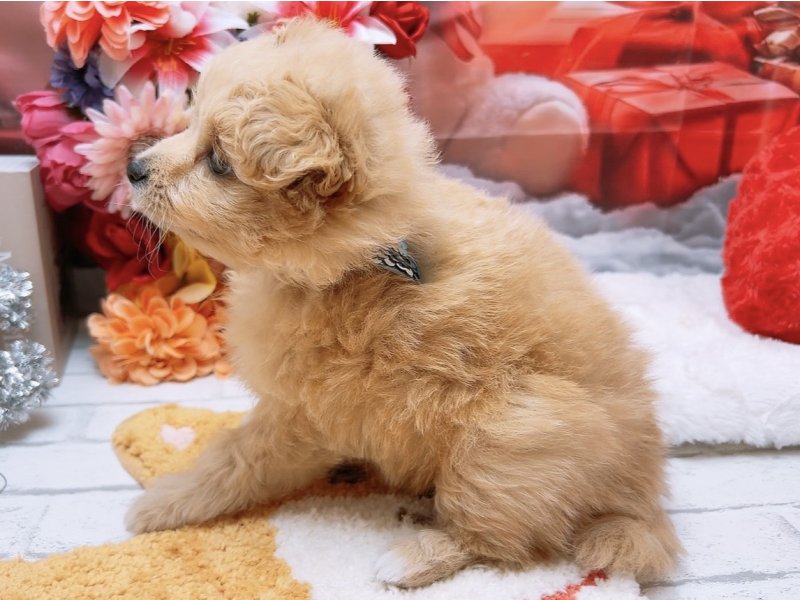 沖縄県のポメプー(ポメラニアン×プードル) (ワンラブカインズ糸満店(FC)/2025年10月3日生まれ/男の子/クリーム)の子犬の3枚目の画像