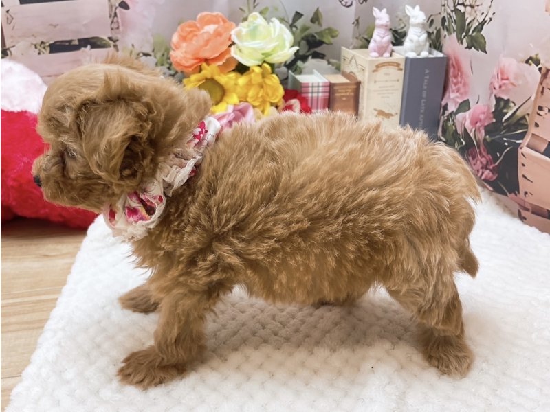 滋賀県のマルプー(マルチーズ×プードル) (ワンラブコ メ リパワー ペットアミ水口店(FC)/2025年10月10日生まれ/女の子/アプリコット)の子犬の3枚目の画像