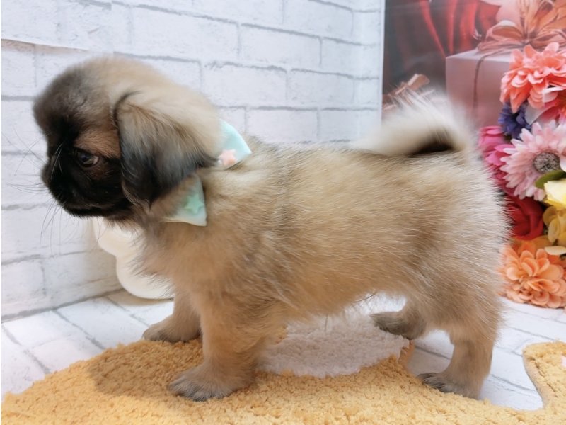 愛知県のペキパグ/パグペキ(ペキニーズ×パグ) (ワンラブカインズ豊田四郷店(FC)/2025年10月3日生まれ/男の子/フォーン)の子犬の3枚目の画像