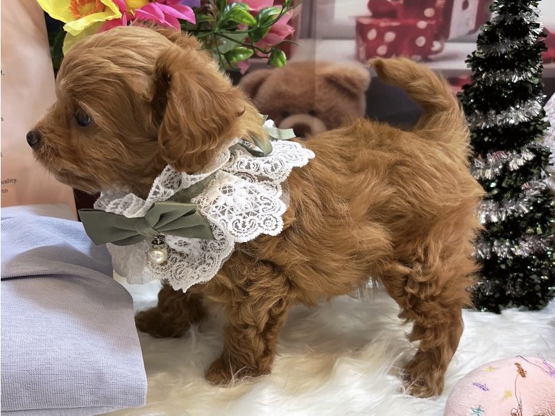 沖縄県のチワプー/プーチー(チワワ×プードル) (ワンラブMEGAドン・キホーテ宜野湾店(FC)/2025年10月12日生まれ/男の子/レッド)の子犬の3枚目の画像