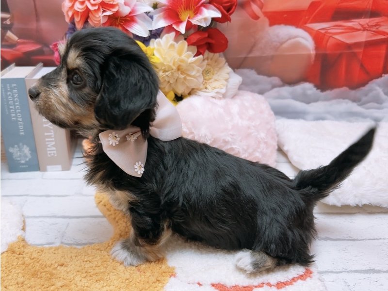 沖縄県のマルックス(マルチーズ×ダックス) (ワンラブカインズ糸満店(FC)/2025年10月10日生まれ/男の子/ブラックタン)の子犬の3枚目の画像