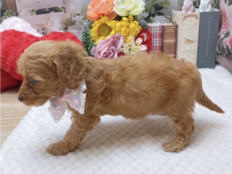 滋賀県のダップー(ダックス×プードル) (ワンラブコ メ リパワー ペットアミ水口店(FC)/2025年10月12日生まれ/女の子/レッド)の子犬の3枚目の画像