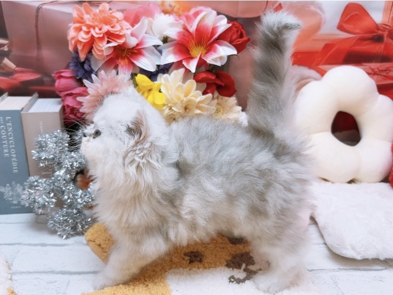 新潟県のペルシャ (ワンラブフレスポ赤道店(FC)/2025年10月8日生まれ/男の子/チンチラシルバー)の子猫の3枚目の画像