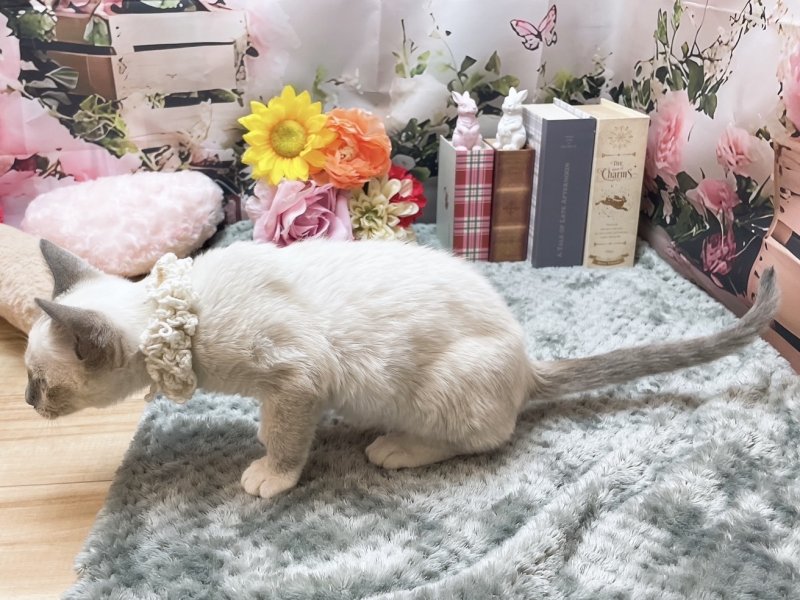 岐阜県のスノーシュー (ワンラブペッツビレッジ アピタ北方店(FC)/2025年10月12日生まれ/男の子/ブルーポイントミテッド)の子猫の3枚目の画像