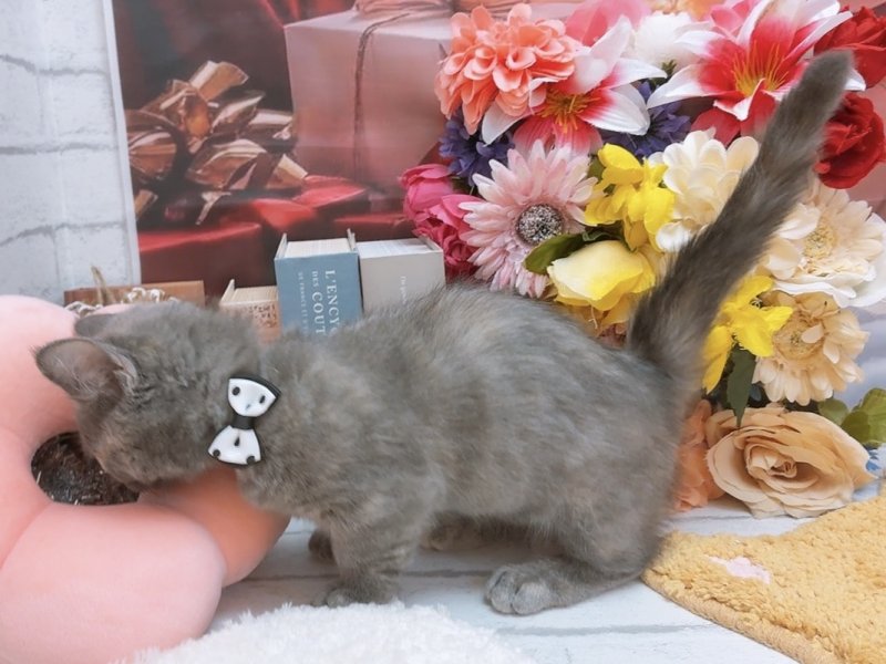 愛知県のマンチカン (ワンラブカインズ豊田四郷店(FC)/2025年10月9日生まれ/女の子/ブルークリーム)の子猫の3枚目の画像