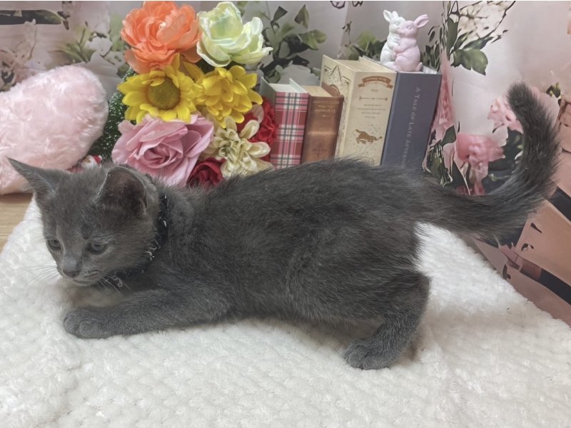 大阪府のボンベイ (ワンラブカインズ太子店(FC)/2025年10月10日生まれ/男の子/ブルー)の子猫の3枚目の画像