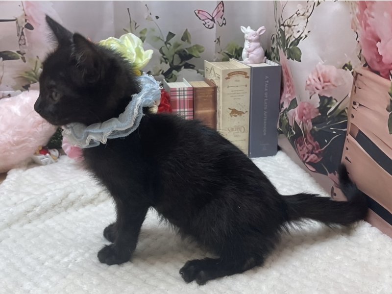 岐阜県のボンベイ (ワンラブホームセンターバロー北方店(FC)/2025年10月10日生まれ/男の子/ブラック)の子猫の3枚目の画像