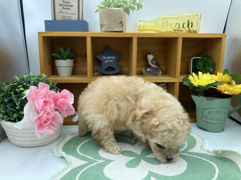 静岡県のポメプー(ポメラニアン×プードル) (ワンラブカインズ清水店(FC)/2025年10月8日生まれ/男の子/アプリコット)の子犬の3枚目の画像