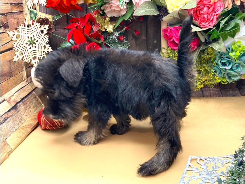 京都府のミニチュアシュナウザー (ワンラブカインズ木津川店(FC)/2025年10月10日生まれ/女の子/ブラックシルバー)の子犬の3枚目の画像