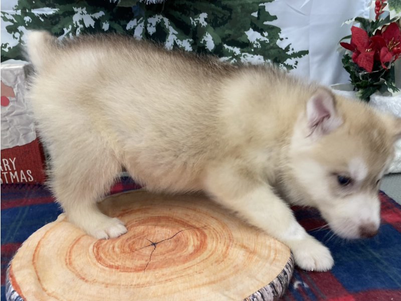 福岡県のシベリアンハスキー (ワンラブペットワイド若松店(FC)/2025年10月4日生まれ/男の子/レッド)の子犬の3枚目の画像