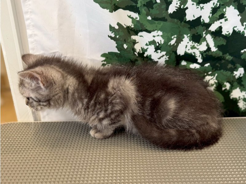 福岡県のアメリカンショートヘアー (ワンラブペットワイド若松店(FC)/2025年9月26日生まれ/女の子/シルバータビー)の子猫の3枚目の画像