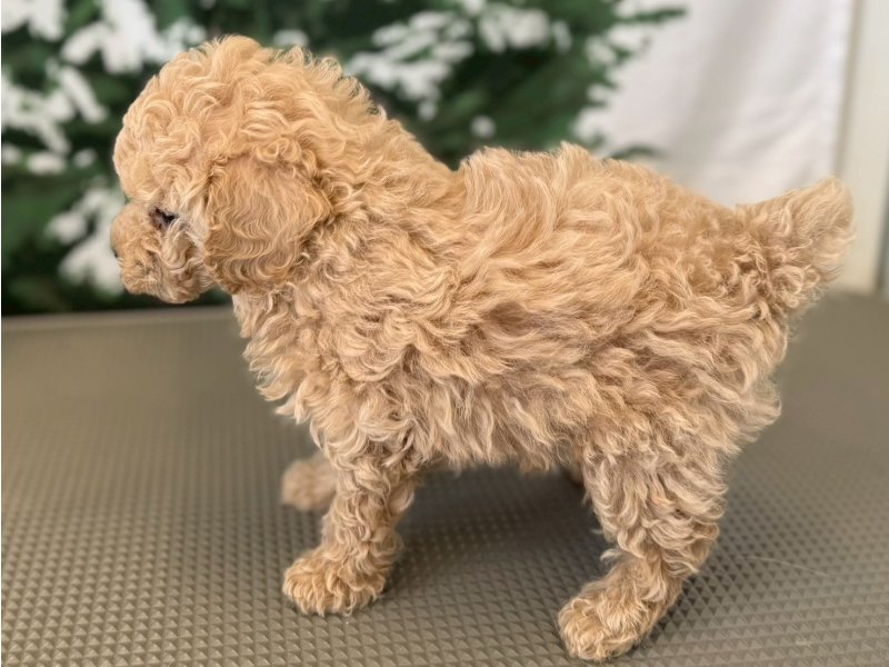 福岡県のトイプードル(トイ) (ワンラブペットワイド若松店(FC)/2025年9月30日生まれ/女の子/クリーム)の子犬の3枚目の画像