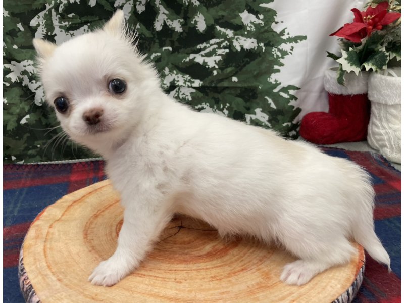 福岡県のチワワ(ロング) (ワンラブペットワイド若松店(FC)/2025年10月13日生まれ/男の子/ホワイトクリーム)の子犬の3枚目の画像