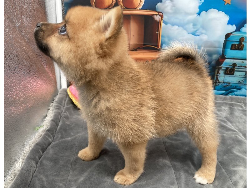 福岡県のポメ柴/豆ポメ/ポメ豆柴(ポメラニアン×柴犬) (ワンラブﾎｰﾑﾜｲﾄﾞ ﾍﾟｯﾄ＆ｸﾞﾘｰﾝ和白店(FC)/2025年10月13日生まれ/男の子/赤)の子犬の3枚目の画像