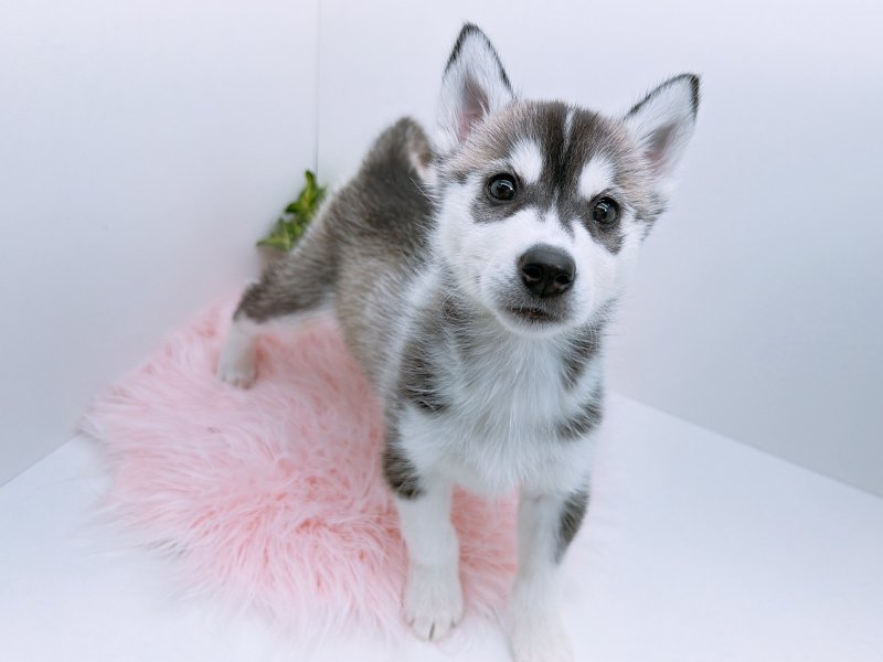 愛知県のシベリアンハスキー (ワンラブカインズ小牧店(FC)/2025年10月18日生まれ/女の子/ブラックホワイト)の子犬の3枚目の画像