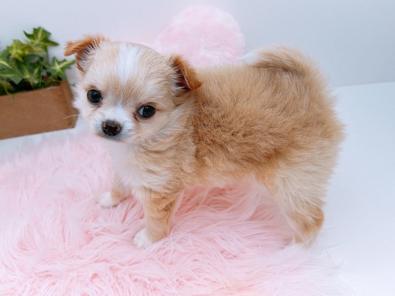 愛知県のチワワ(ロング) (ワンラブペッツビレッジ アピタ木曽川店(FC)/2025年10月17日生まれ/女の子/ゴールドホワイト)の子犬の3枚目の画像