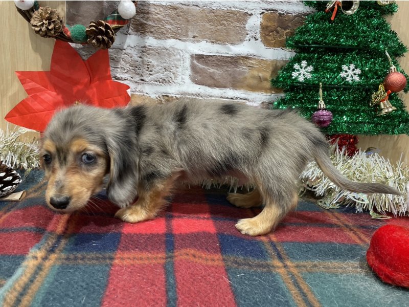 福島県のミニチュアダックスフンド(ロング) (ワンラブカインズ会津若松店(FC)/2025年10月17日生まれ/男の子/シルバーダップル)の子犬の3枚目の画像