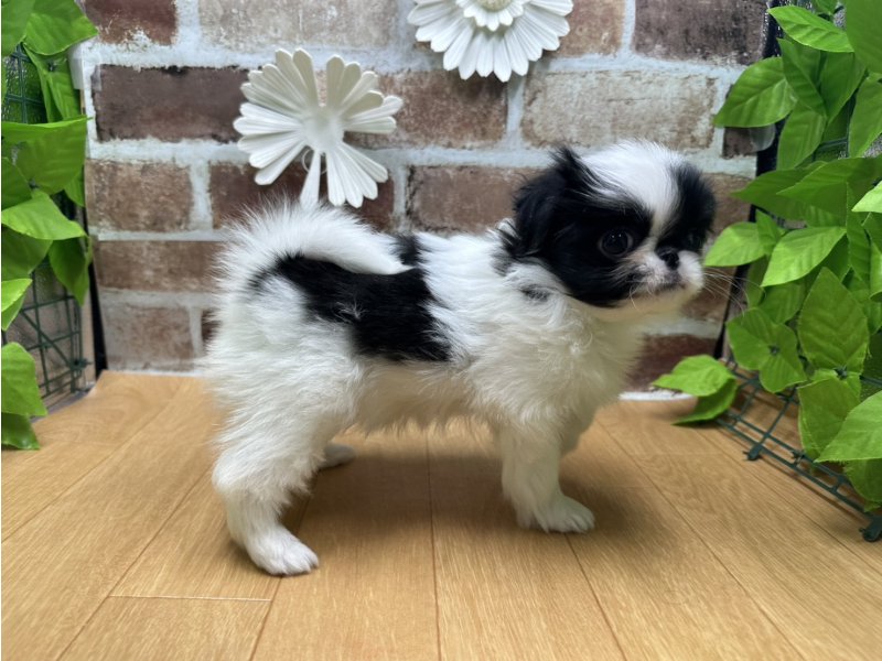 福島県の狆 (ワンラブカインズ白河モール店(FC)/2025年10月15日生まれ/女の子/白黒)の子犬の3枚目の画像