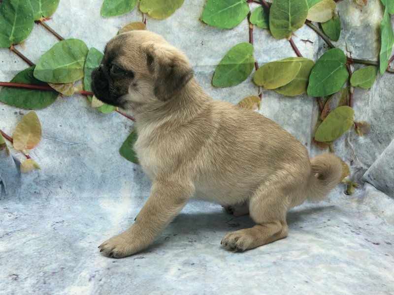 埼玉県のペキパグ/パグペキ(ペキニーズ×パグ) (ワンラブカインズ北本店(FC)/2025年10月3日生まれ/男の子/フォーン)の子犬の3枚目の画像