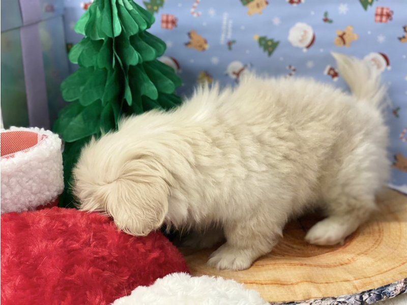 埼玉県のペキニーズ (ワンラブカインズ羽生店(FC)/2025年10月15日生まれ/男の子/クリームホワイト)の子犬の3枚目の画像