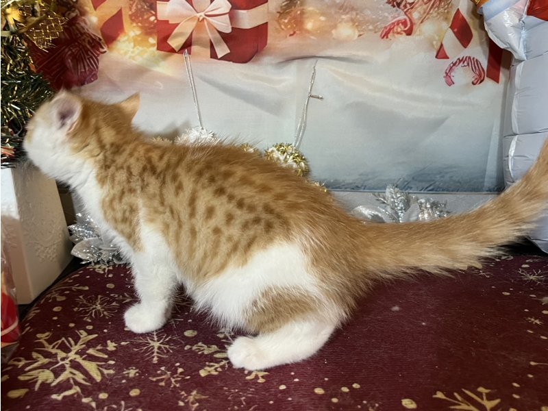 新潟県のマンチカン (ワンラブフレスポ赤道店(FC)/2025年10月17日生まれ/男の子/レッドタビーホワイト)の子猫の3枚目の画像