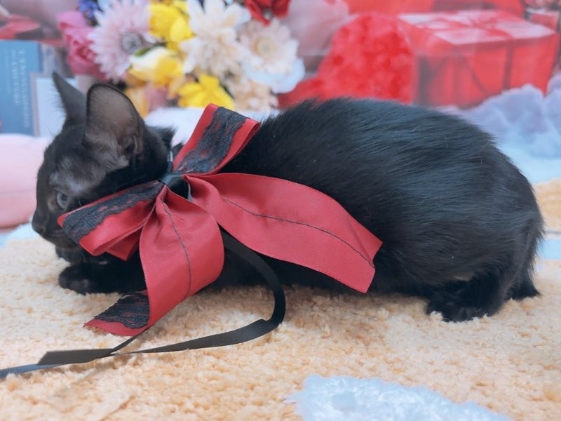 沖縄県のオリエンタルショートヘアー (ワンラブカインズ糸満店(FC)/2025年10月18日生まれ/男の子/ブラック)の子猫の3枚目の画像