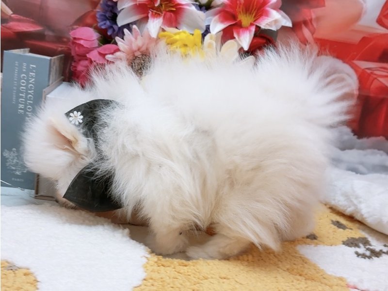 愛知県のポメラニアン (ワンラブカインズ豊田四郷店(FC)/2025年10月15日生まれ/男の子/クリーム)の子犬の3枚目の画像