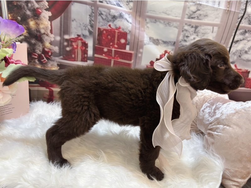 沖縄県のフラットコーテッドレトリーバー (ワンラブMEGAドン・キホーテ宜野湾店(FC)/2025年10月9日生まれ/男の子/レバー)の子犬の3枚目の画像