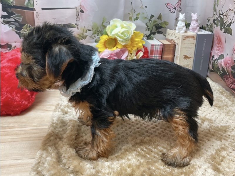滋賀県のヨークシャーテリア (ワンラブコ メ リパワー ペットアミ水口店(FC)/2025年10月17日生まれ/男の子/スチールブルータン)の子犬の3枚目の画像