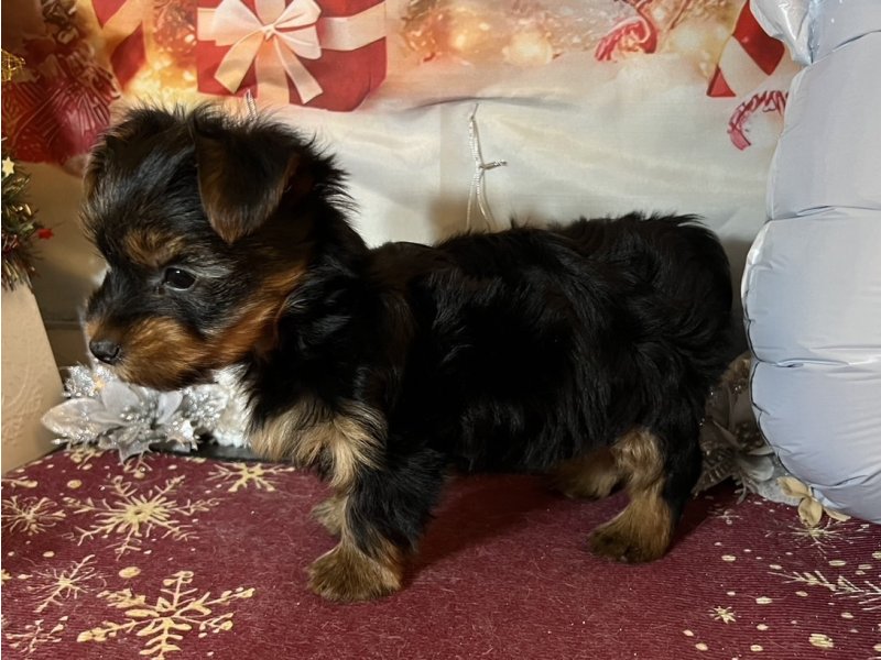 新潟県のヨークシャーテリア (ワンラブフレスポ赤道店(FC)/2025年10月19日生まれ/男の子/スチールブルータン)の子犬の3枚目の画像