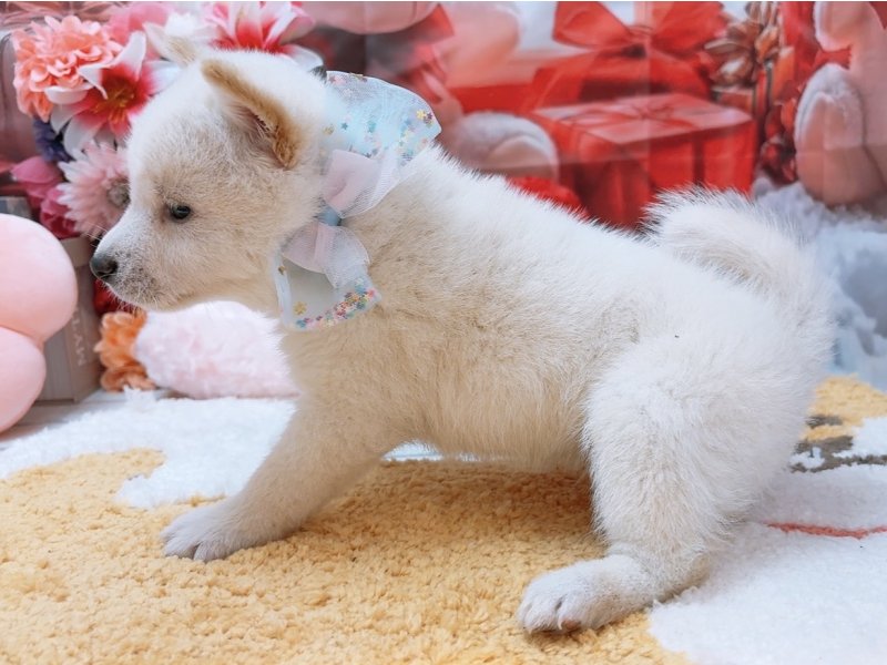 沖縄県の柴犬(標準サイズ) (ワンラブカインズ糸満店(FC)/2025年10月18日生まれ/男の子/白)の子犬の3枚目の画像