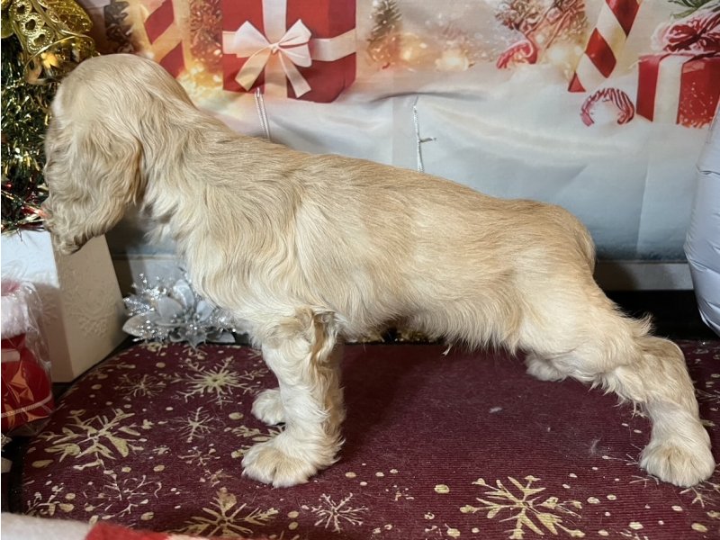 新潟県のアメリカンコッカースパニエル (ワンラブフレスポ赤道店(FC)/2025年10月18日生まれ/男の子/バフ)の子犬の3枚目の画像