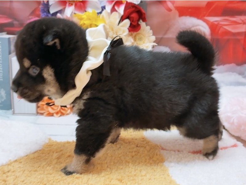 愛知県の柴犬(標準サイズ) (ワンラブカインズ豊田四郷店(FC)/2025年10月18日生まれ/男の子/黒)の子犬の3枚目の画像