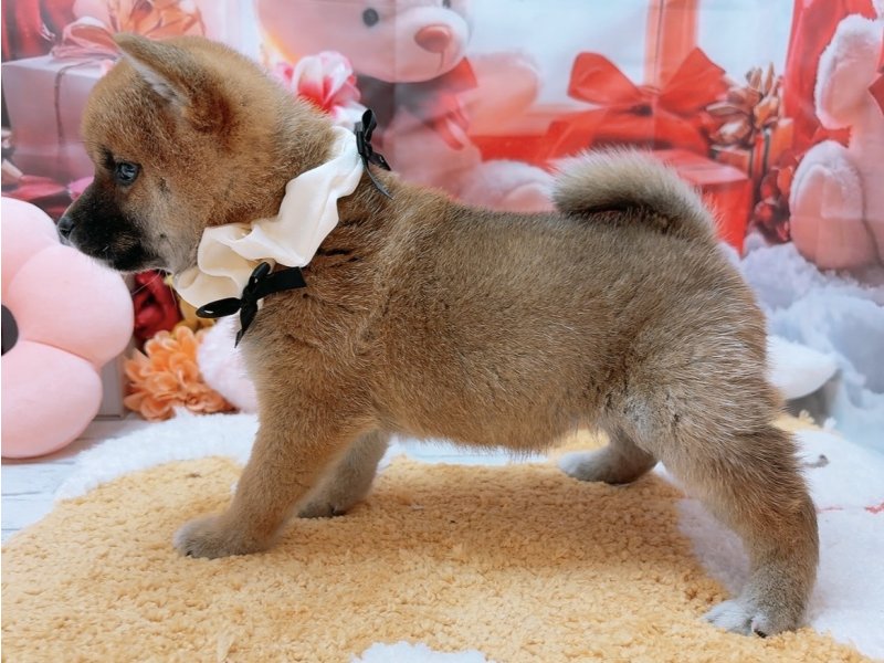 沖縄県の柴犬(標準サイズ) (ワンラブカインズあがり浜店(FC)/2025年10月18日生まれ/女の子/赤)の子犬の3枚目の画像