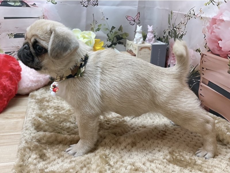 大阪府のペキパグ/パグペキ(ペキニーズ×パグ) (ワンラブカインズ太子店(FC)/2025年10月3日生まれ/男の子/フォーン)の子犬の3枚目の画像