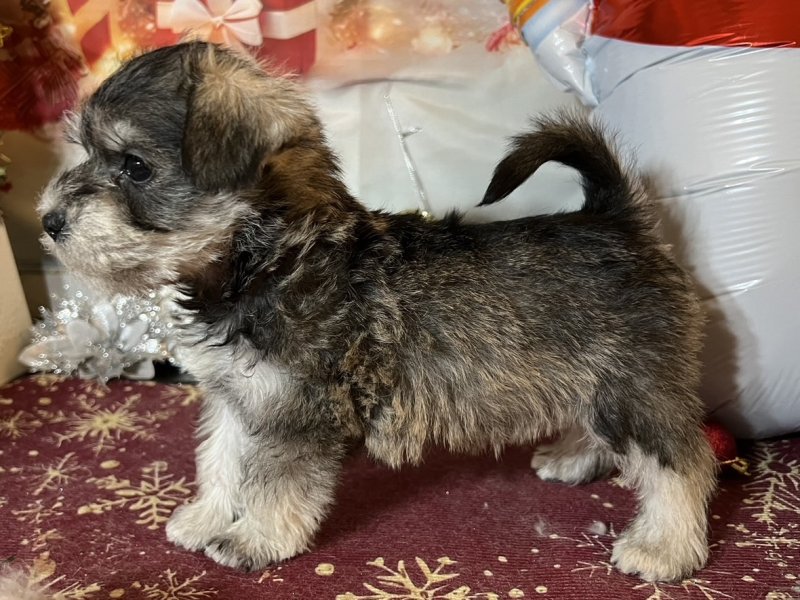 新潟県のシュナマル/マルシュナ(シュナウザー×マルチーズ) (ワンラブフレスポ赤道店(FC)/2025年10月18日生まれ/男の子/ソルトペッパー)の子犬の3枚目の画像