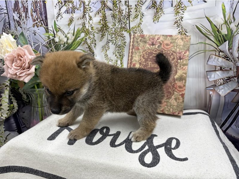 群馬県の豆柴 (ワンラブカインズ前橋小島田店(FC)/2025年10月17日生まれ/男の子/赤)の子犬の3枚目の画像