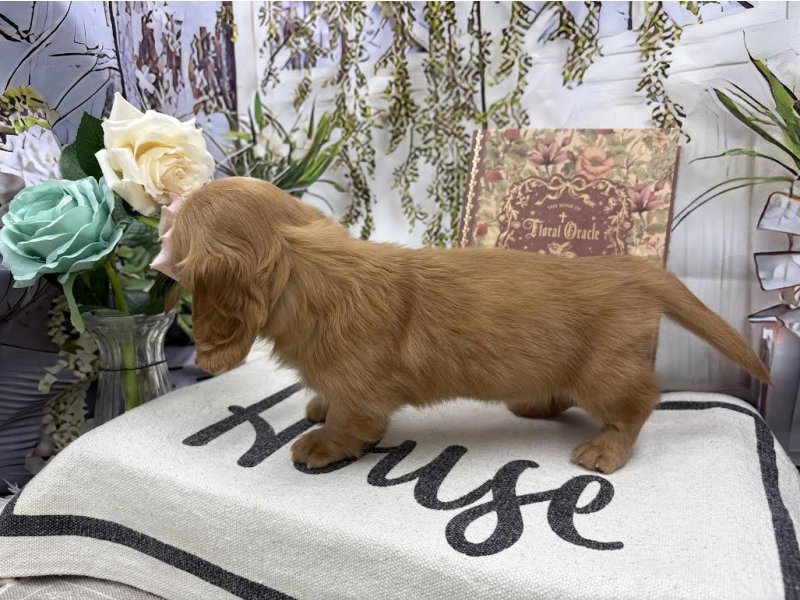 群馬県のミニチュアダックスフンド(ロング) (ワンラブカインズ前橋小島田店(FC)/2025年10月18日生まれ/女の子/イエロー)の子犬の3枚目の画像