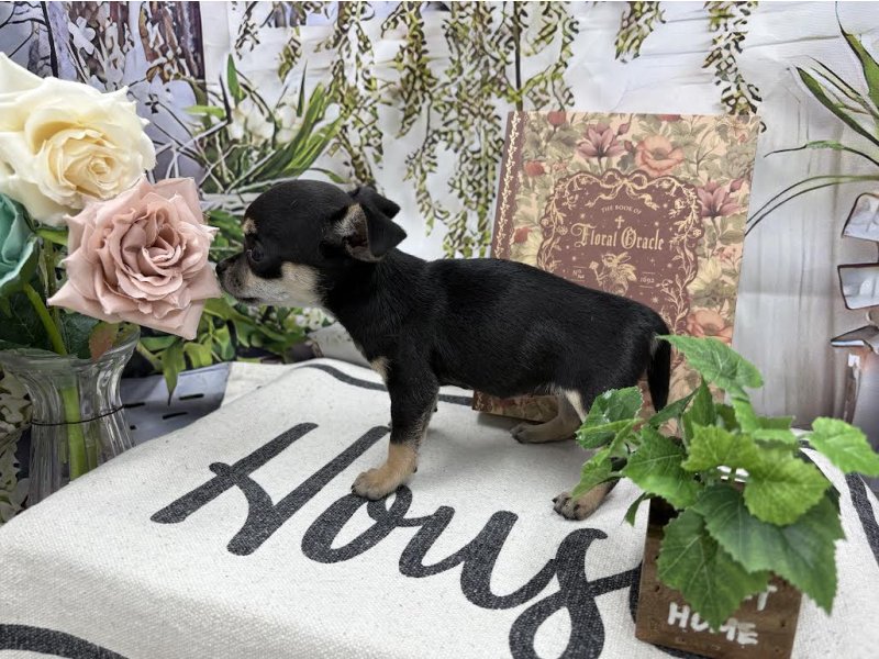 群馬県のチワワ(ロング) (ワンラブカインズ前橋小島田店(FC)/2055年10月18日生まれ/女の子/ブラックタンホワイト)の子犬の3枚目の画像